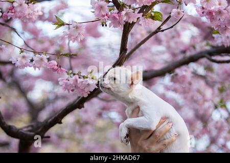 Ritratto di un bel chihuahua in fiore di ciliegio. Foto Stock