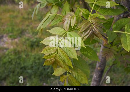 Fraxinus excelsior primo piano Foto Stock