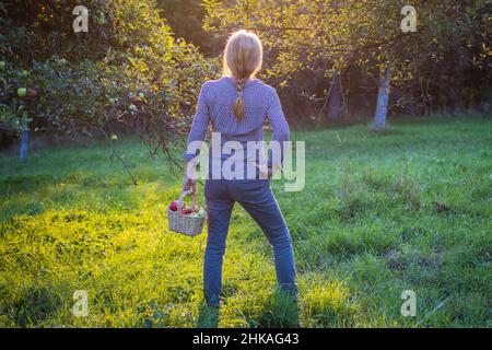 Bella giovane donna che tiene un piccolo cestino di vimini pieno di mele raccolte e in piedi in frutteto. Stagione di raccolta in giardino. Foto Stock