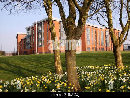 I narcisi fioriscono di fronte ad un moderno blocco di appartamenti a Wolverhampton, West Midlands, Inghilterra, Regno Unito, cielo blu Foto Stock