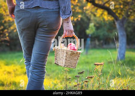 La donna tiene un piccolo cestino di vimini pieno di mele raccolte. Stagione autunnale in frutteto. Prodotti di mele prodotti in casa. Foto Stock
