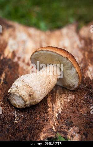 Raccolta di funghi bianchi nella foresta. Boleto commestibile in foresta. Funghi porcini Foto Stock