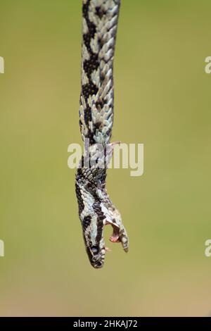 Primo piano della testa di un sommatore morto Giovanile, Vipera berus, Keyhaven UK Foto Stock