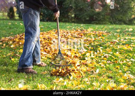 Rastrellando foglie cadute in giardino. Uomo che tiene un rastrello e pulisce il prato dalle foglie durante la stagione autunnale Foto Stock