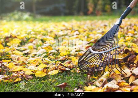 Rastrello con foglie cadute in autunno. Giardinaggio durante la stagione autunnale. Pulizia del prato dalle foglie. Foto Stock