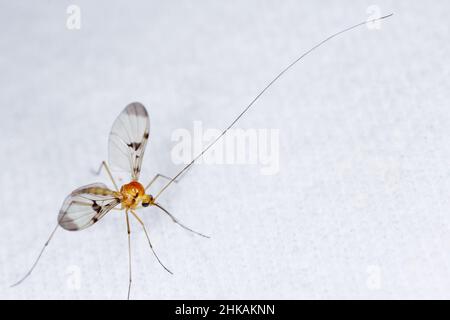 I Keroplatidae sono una famiglia di mosche di piccole dimensioni conosciute come gnats fungo. Volo caratterizzato da antenne molto lunghe. Un insetto attratto dalla luce. Foto Stock