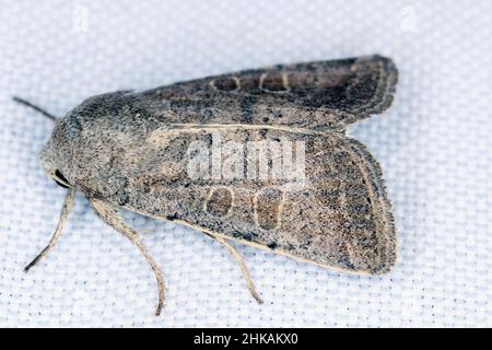 Comune falena di quaker (Orthesia cerasi). Un insetto della famiglia Noctuidae che vola all'inizio dell'anno Foto Stock