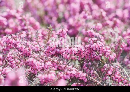 Erica Calluna vulgaris rosa. Salute invernale, fioritura primaverile, alpina. Primo piano di erica nella luce del sole fiorisce nel giardino, piccole piante di petalo lilla rosa, sfondo morbido. Vista macro Foto Stock