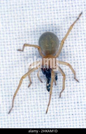 un ragno lupo che mangia una mosca su tessuto bianco. Foto Stock