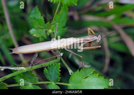 Mantis europeo, Mantis religiosa, mantis in preghiera. Maschio. Foto Stock