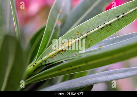 Colonia di Aphis nerii su un oleandro. È un insetto della famiglia Aphididae, nomi comuni includono oleandro apide, afide di alghe mite, peperoncino apide dolce Foto Stock