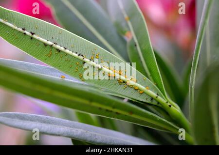 Colonia di Aphis nerii su un oleandro. È un insetto della famiglia Aphididae, nomi comuni includono oleandro apide, afide di alghe mite, peperoncino apide dolce Foto Stock