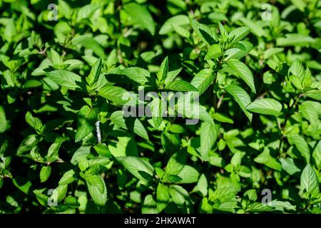 Menta verde fresca o mentha x piperita, anche conosciuta come foglie di Mentha balsamea alla luce diretta del sole, in un giardino di erbe biologiche, in una soleggiata estate da Foto Stock