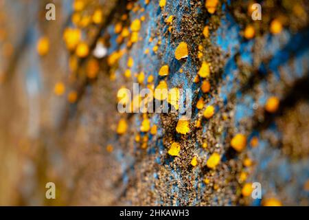 Lichen di colore giallo, un organismo composito, sulla superficie di una parete, fuoco selettivo Foto Stock