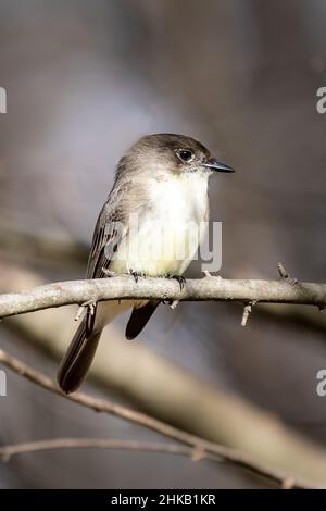 Ho fotografato questo Eastern Wood-Pewee a caccia di un pasto durante un viaggio in camper attraverso l'Arkansas, il Missouri e l'East Texas all'inizio dell'inverno. Foto Stock