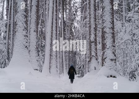 Donna che cammina tra enormi pini nevosi e abeti, escursioni sul fresco clima gelido nella foresta invernale Foto Stock