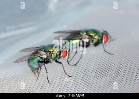 Fly Lucilia caesar comune greenbottle blowfly Diptera in primo piano mentre si depongono le uova. Foto Stock