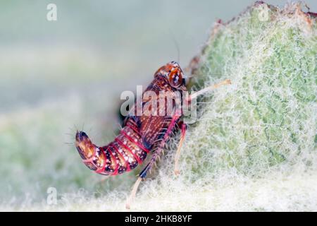 Leafhopper giapponese, leafhopper Mosaico - Orientus ishidae. Larva - una ninfa seduta su una foglia. Foto Stock