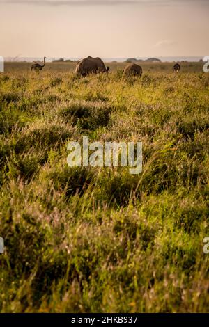 Al mattino presto, vista dell'alba di due struzzi che paseggiano accanto a due rinoceronti bianchi nelle praterie di savana del parco nazionale di Nairobi, vicino a Nairobi, Kenya Foto Stock