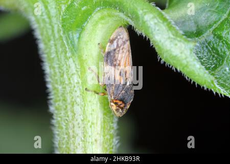 Froghopper comune Philaenus spumarius tramoggia per adulti Foto Stock