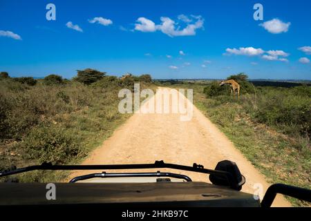 Due giraffe Masai che mangiano da acacias di spina fischiante nella savana del Parco Nazionale di Nairobi, Kenya, sul lato di una strada sterrata Foto Stock