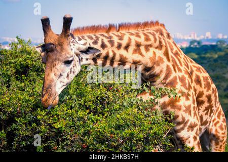 Vista ravvicinata di una giraffa Masai che mangia da un fischio di acacia nella savana del Parco Nazionale di Nairobi vicino a Nairobi, Kenya Foto Stock