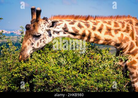 Vista ravvicinata di una giraffa Masai che mangia da un fischio di acacia nella savana del Parco Nazionale di Nairobi vicino a Nairobi, Kenya Foto Stock