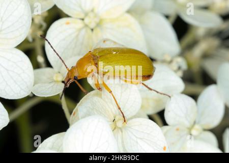 Solforosa; Cteniopus sulfureus che si nutrono di fiori. Foto Stock