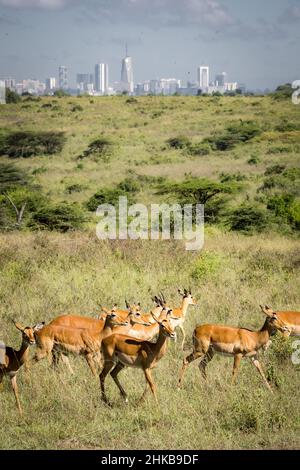 Bella vista di una mandria di impala che vagano intorno alle praterie di savana di fronte allo skyline di Nairobi, Parco Nazionale di Nairobi, Kenya Foto Stock