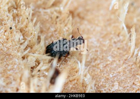 Cartodere nodifer - piccolo scarabeo, circa 2mm nella lettiera di foglie. Specie di scarafaggi marroni minuti originari dell'Australia e della Nuova Zelanda. Foto Stock