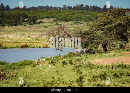 Scenario tipico di fauna selvatica in un buco d'acqua nella Savannah del Parco Nazionale di Nairobi, Kenya: Uccelli marini, ibis e tessitori che abitano i dintorni Foto Stock