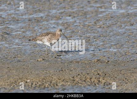 Curlew (Numenius arquata) che si alimenta su mudflats a bassa marea Foto Stock