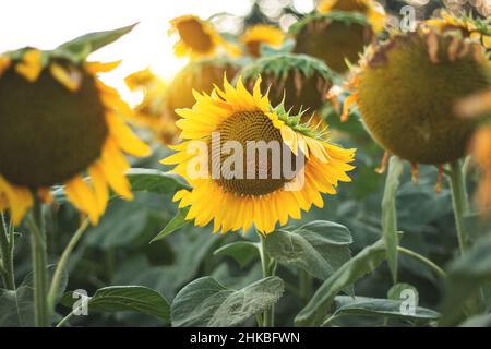 Girasoli gialli la sera contro il cielo blu e il tramonto Foto Stock