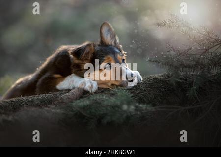 Ritratto di un bel bordo Collie al tramonto raggi.A bordo Collie cucciolo è adagiato su un ceppo. Foto Stock