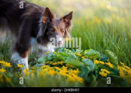 Ritratto di un bel bordo Collie in fiori gialli. Foto Stock