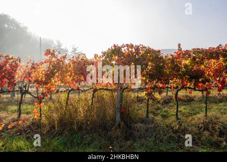 La strada del vino Sagrantino, vigneti d'autunno della campagna Montefalco, Umbria, Italia, Europa Foto Stock