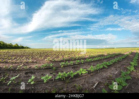 Un primo piano di un germoglio di germogli di girasole illuminati dal sole del pomeriggio su un terreno fertile nero. Concetto di cultura agro Foto Stock
