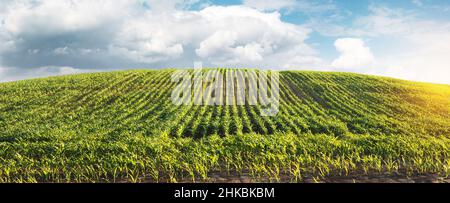 Sunrise oltre il campo di mais Foto Stock