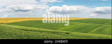 Campo di grano verde con tracce di macchine agricole Foto Stock