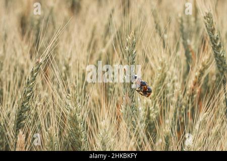 Il fagiolo del pane mangia l'orecchio di frumento. Peste di insetto di raccolti grano Beetle primo piano. Messa a fuoco selettiva con profondità di campo limitata. Foto Stock