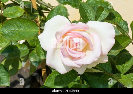 fiore di rosa di moonstone Foto Stock