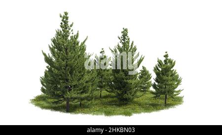 Alberi di ritaglio. Design giardino isolato su sfondo bianco. Arbusto decorativo per il paesaggio. Maschera di ritaglio disponibile per la composizione. Foto Stock