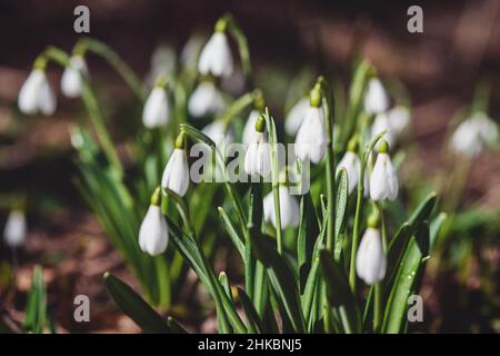 Gruppo di gocce di neve nella foresta primaverile, Galanthus nivalis fioritura in natura Foto Stock