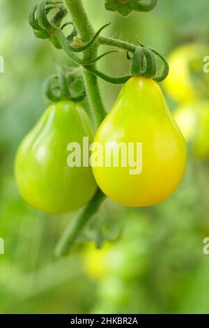 Pomodori Solunum lycopersicum 'Yellow Pear' maturati sulla vite. REGNO UNITO Foto Stock