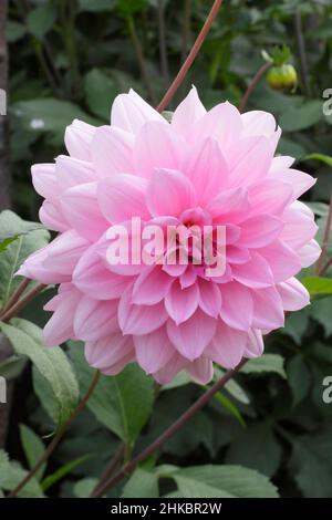 Dahlia Perla di Heemstede, piccolo dahlia di giglio con colorazione rosa argentea. REGNO UNITO Foto Stock