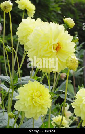 Dahlia Glorie Van Heemstede, piccolo giglio con petali gialli chiari. REGNO UNITO Foto Stock