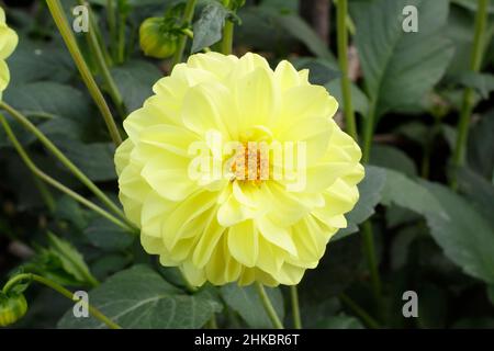 Dahlia Glorie Van Heemstede, piccolo giglio con petali gialli chiari. REGNO UNITO Foto Stock