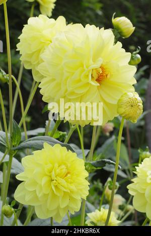 Dahlia Glorie Van Heemstede, piccolo giglio con petali gialli chiari. REGNO UNITO Foto Stock