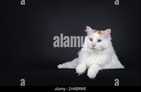 Bel gatto Van senior turco, steso con zampe sul bordo. Guardare lontano dalla fotocamera con occhi blu. Isolato su sfondo nero. Foto Stock