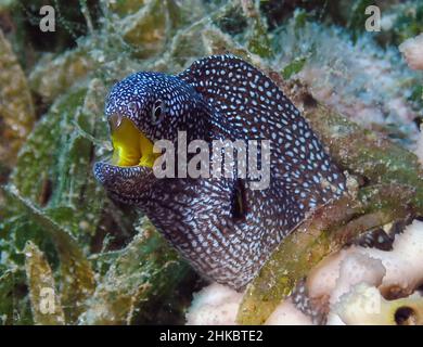 Yellowmouth Moray (Gymnothorax nudivomer) nel Mar Rosso Foto Stock